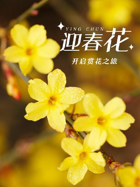 追花指南第二期！京城三月里最撩人的玉蘭觀賞地