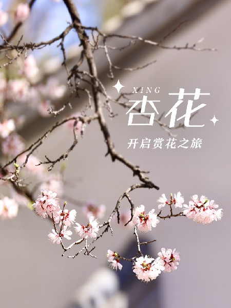 追花指南第六期！杏花雨 楊柳風(fēng) 北京最美的杏花在這里