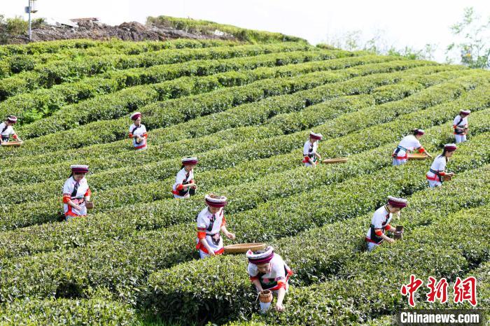 眾多白族村民身著民族服飾走進(jìn)茶園采摘?！钊A峰 攝