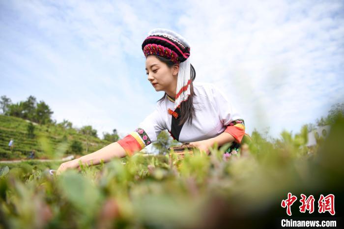 白族村民身著民族服飾采摘白茶。　楊華峰 攝