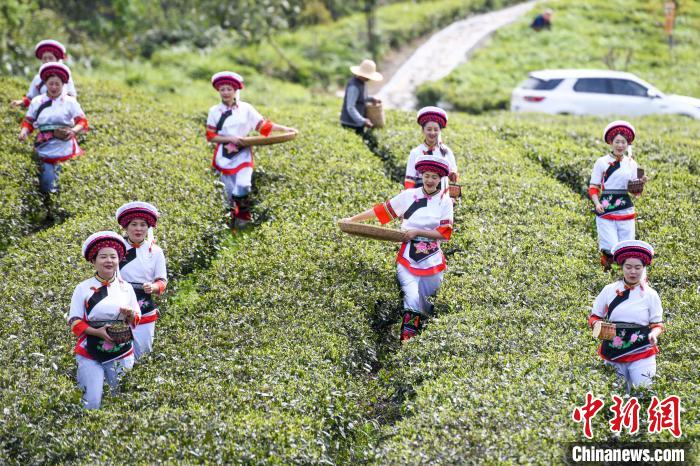 白族村民走進(jìn)茶園采摘?！钊A峰 攝