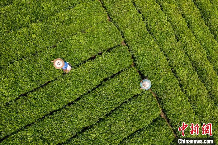 茶農(nóng)正在采摘新鮮茶葉。　唐哲 攝
