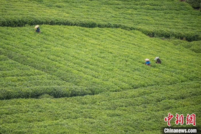 茶農(nóng)采摘谷雨茶?！√普?攝