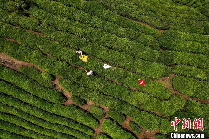茶農(nóng)正在采摘新鮮茶葉?！√普?攝