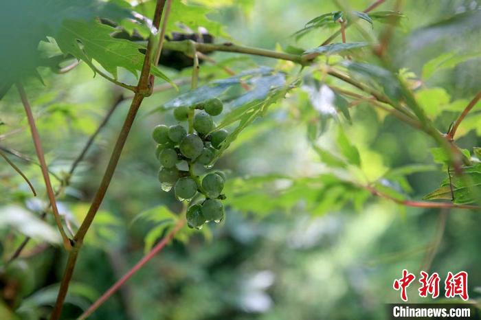 野生動物在北京：如何筑牢生物多樣性“保護(hù)網(wǎng)”？