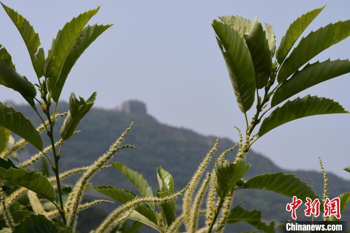 長(zhǎng)城腳下，“栗”花盛開(kāi)?！『略破?攝