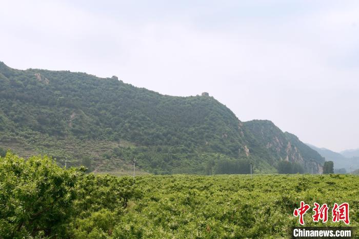 長(zhǎng)城腳下萬(wàn)畝栗花綻放，散發(fā)出淡淡清香?！『略破?攝