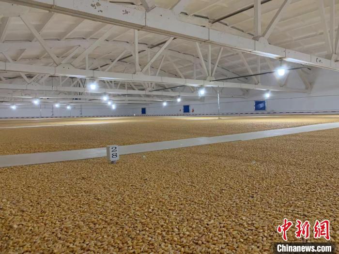 倉(cāng)內(nèi)清涼干爽、遍地金黃，上千平方米的糧食盡收眼底。　王惠琳 攝