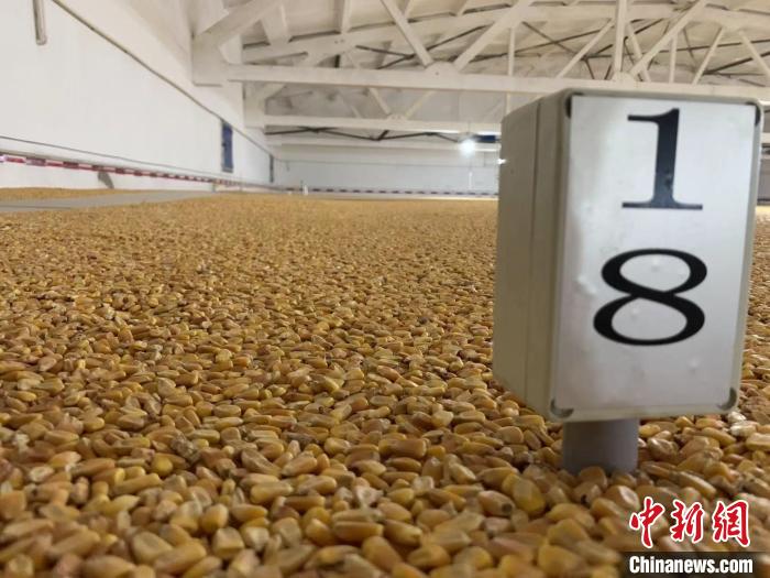 數(shù)千噸的小麥、玉米如同一塊塊被“切平”的巨型蛋糕“鑲嵌”在地面上。　王惠琳 攝