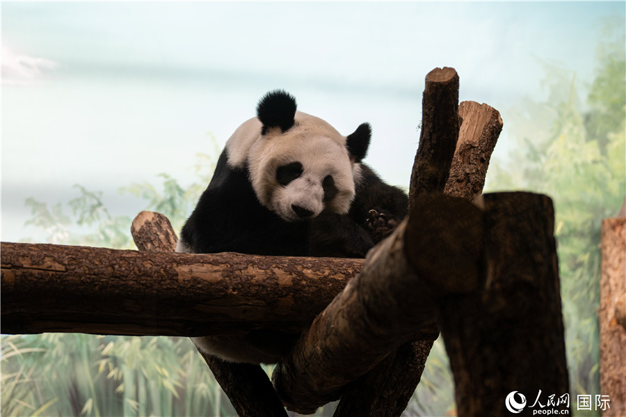無比可愛的大熊貓“丁丁”。人民網(wǎng)記者 翁奇羽攝