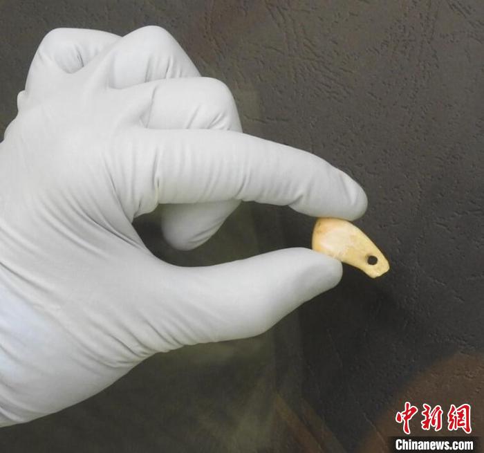 打孔鹿牙墜飾提取DNA后(圖片來自馬克斯·普朗克演化人類學(xué)研究所)?！∈┢樟指瘛ぷ匀?供圖