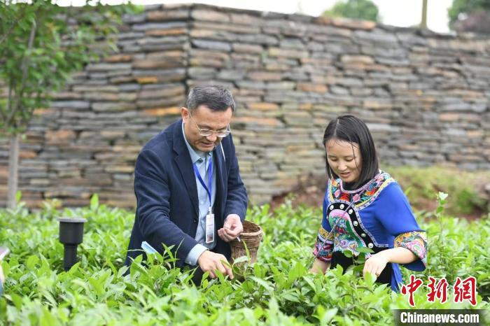 東盟國(guó)家媒體記者在辰龍關(guān)茶園采茶?！钊A峰 攝