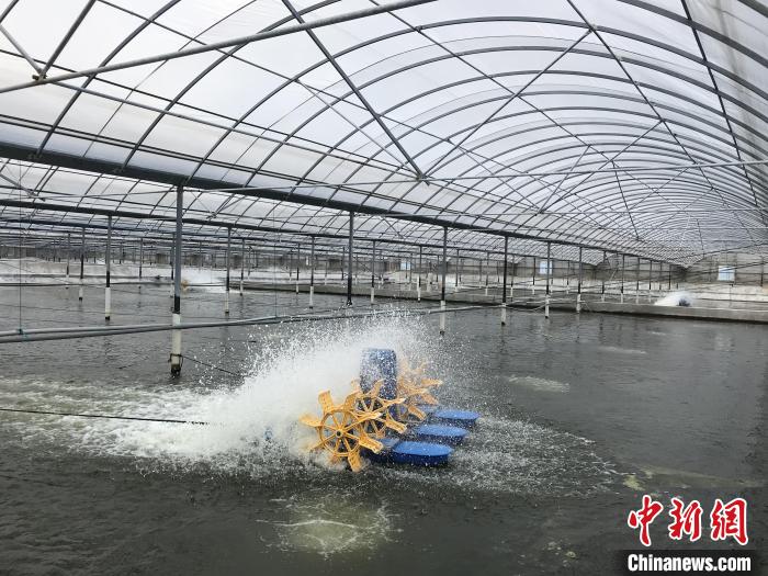 南美白對蝦養(yǎng)殖基地?！∠笊轿r蟹科技小院供圖