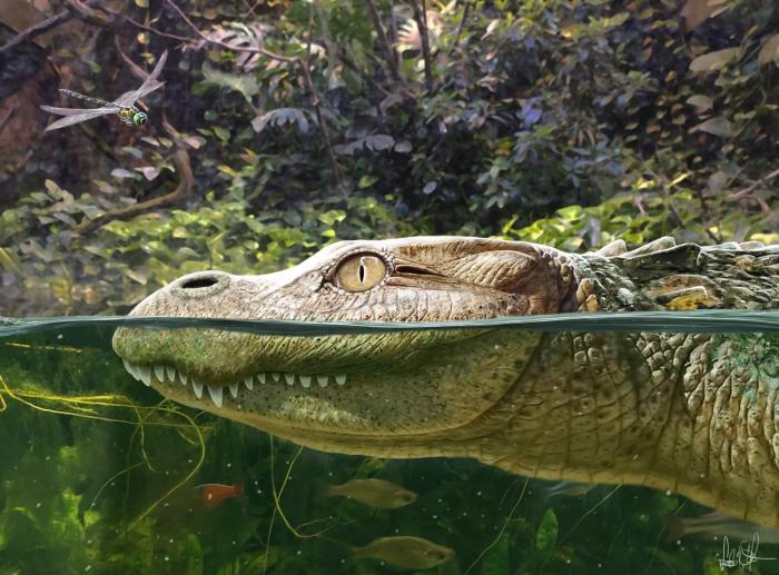 Alligator munensis藝術(shù)復(fù)原圖(圖片來(lái)自Márton Szabó)。　施普林格·自然 供圖