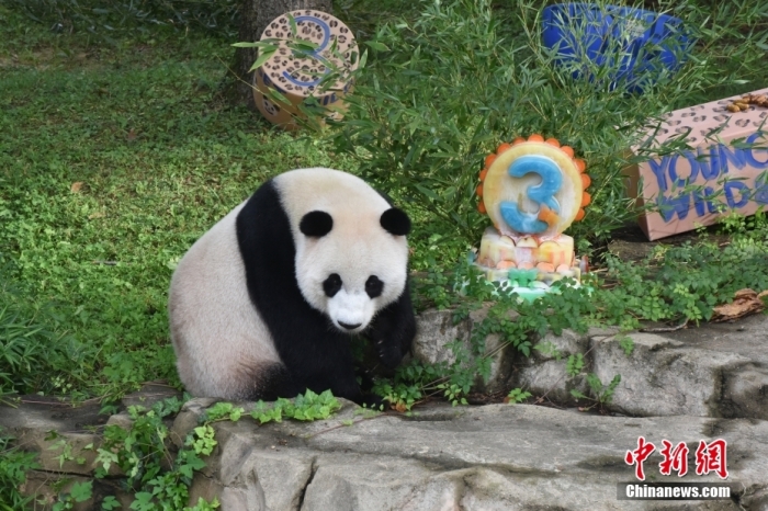 當(dāng)?shù)貢r(shí)間8月21日，旅美大熊貓幼崽“小奇跡”迎來(lái)3周歲生日。華盛頓國(guó)家動(dòng)物園給“小奇跡”舉辦了“生日派對(duì)”，眾多游客前來(lái)給“小奇跡”慶生。<a target='_blank' href='/'><p  align=