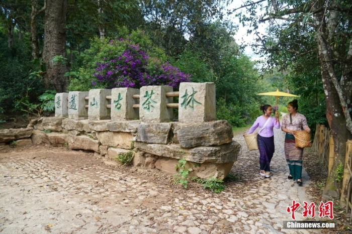 普洱景邁山古茶林文化景觀位于中國云南省普洱市瀾滄拉祜族自治縣惠民鎮(zhèn)。<a target='_blank' href='/' _fcksavedurl='/'><p  align=