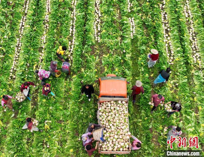 資料圖：村民在采收白蘿卜。劉永紅 攝