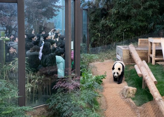 2月20日，韓國民眾在韓國愛寶樂園參觀大熊貓“福寶”。新華社記者姚琪琳攝