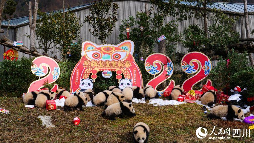 熊貓寶寶賀新春、迎冬奧。李傳有攝