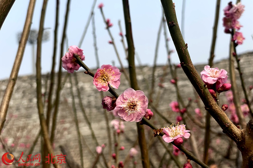 明城墻遺址公園梅花初綻。 人民網(wǎng) 池夢蕊攝