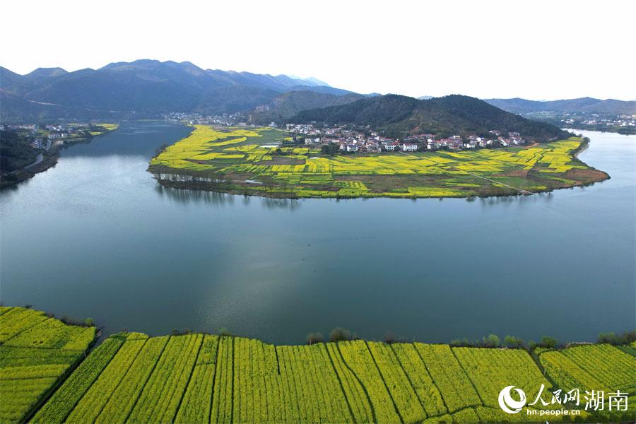 春江水暖，油菜花開。人民網(wǎng) 李芳森攝