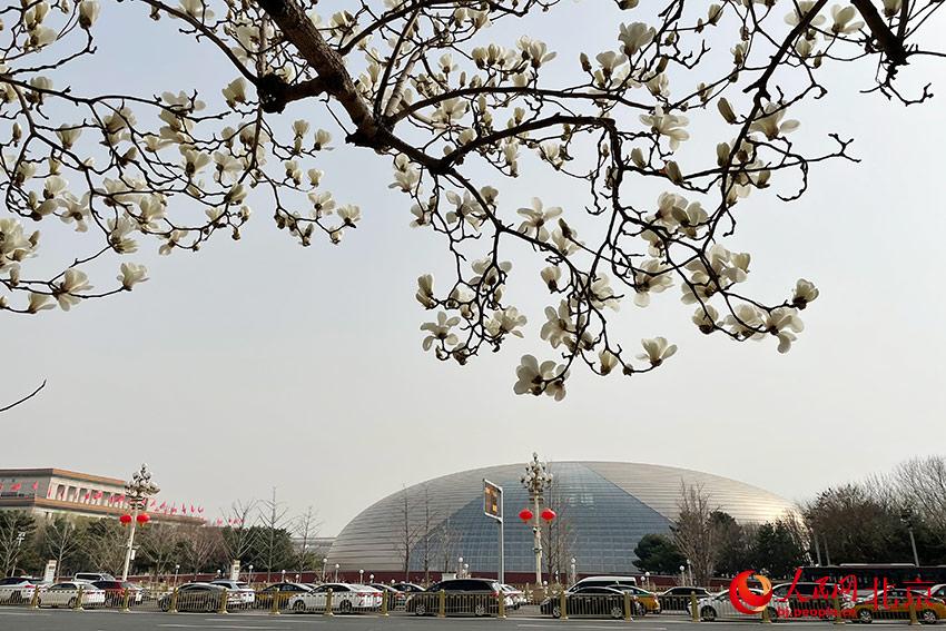長安街畔玉蘭綻放。人民網(wǎng) 尹星云攝