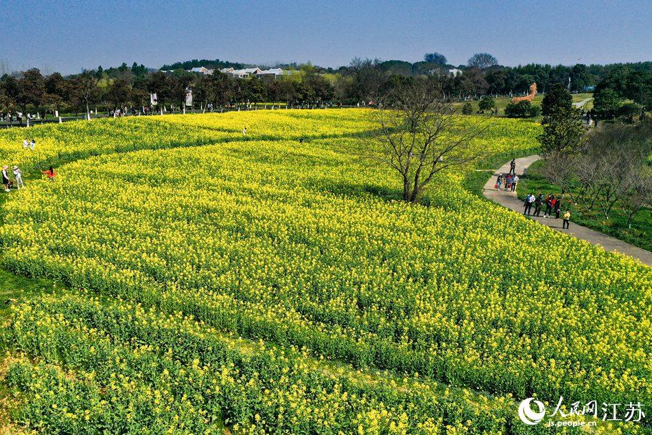 高淳區(qū)椏溪國(guó)際慢城桃花扇廣場(chǎng)油菜花田。劉列攝