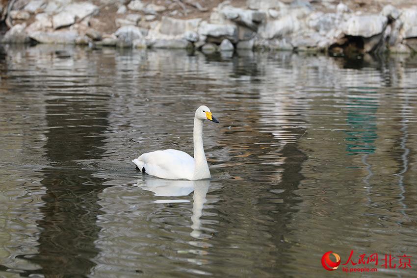 北京動物園水禽湖上，水鳥游弋其中，傳遞春的消息。人民網 尹星云攝