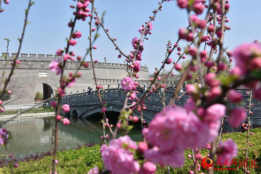 古城花開春意濃。 人民網(wǎng) 朱鵬濤攝