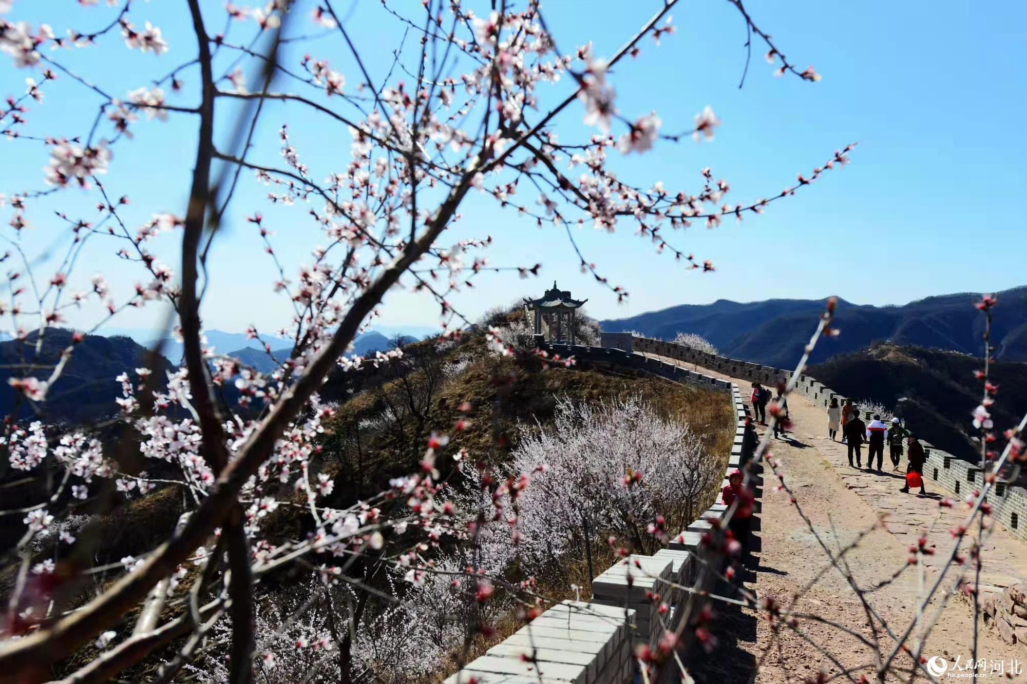 邢臺九龍峽景區(qū)鮮花盛開。 馬健攝