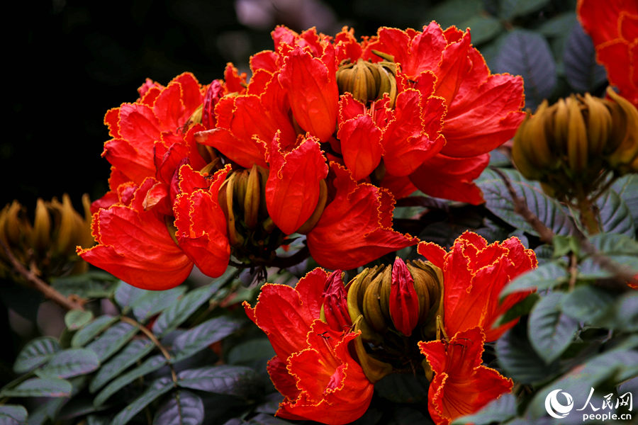 一朵朵紅花在枝葉頂端綻放。人民網(wǎng) 陳博攝