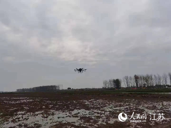 勝利圩高標準農(nóng)田進行無人機水稻播種。陽江鎮(zhèn)供圖