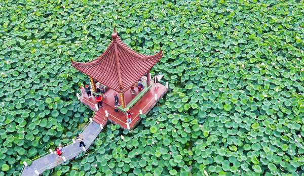 圖為金湖萬畝荷花蕩。陳義寶攝