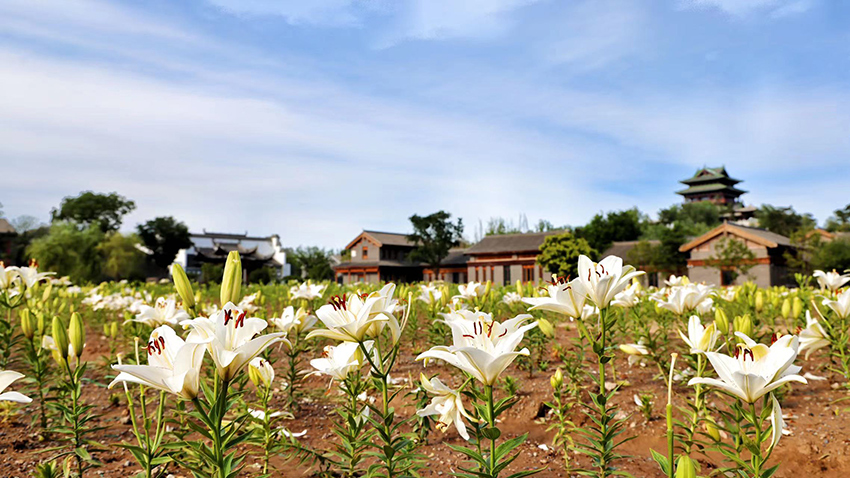 北京世園公園百合陸續(xù)盛放。（北京世園公園供圖）