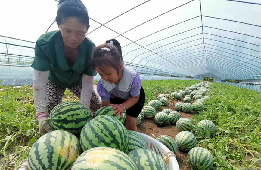 在北辰區(qū)雙街鎮(zhèn)的西瓜種植基地內(nèi)，種植農(nóng)戶們正忙著采收。陳立興攝