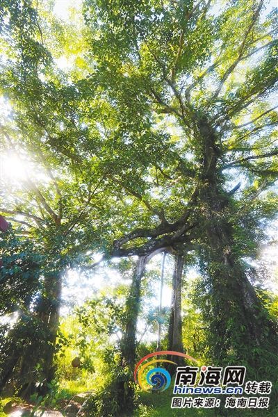 百花嶺雨林文化旅游區(qū)內(nèi)的百年古榕樹。海南日報記者 蘇曉杰 攝