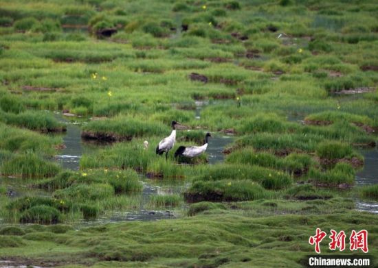 圖為祁連山國家公園青海片區(qū)內的黑頸鶴?！∑钸B山國家公園青海省管理局供圖 攝