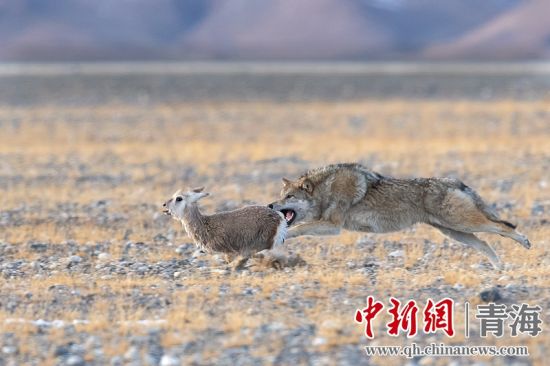 圖為獲獎作品。同海元供圖