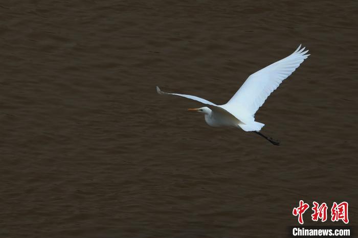 青?！澳赣H河”湟水水質改善引鷺鳥嬉戲