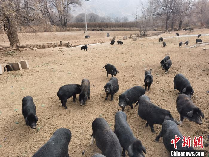 圖為藏香豬?！∑钤鲚?攝