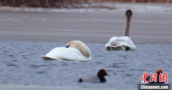 圖為疣鼻天鵝水面休憩?！∏嗪?guó)家公園觀鳥協(xié)會(huì)供圖 攝