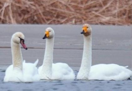 圖為疣鼻天鵝與大天鵝?！∏嗪夜珗@觀鳥協(xié)會供圖 攝
