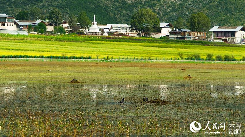 納帕海成為鳥類遷徙停留地。呂昊辰攝