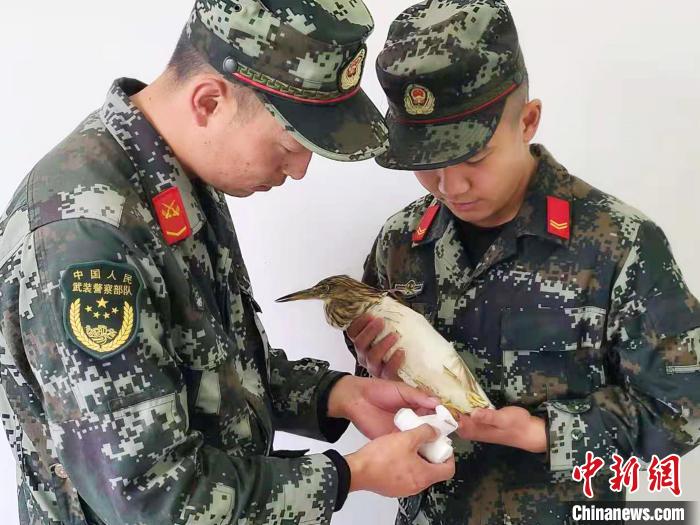 圖為武警官兵正在為國家一級重點保護動物池鷺包扎?！×鴿商?攝