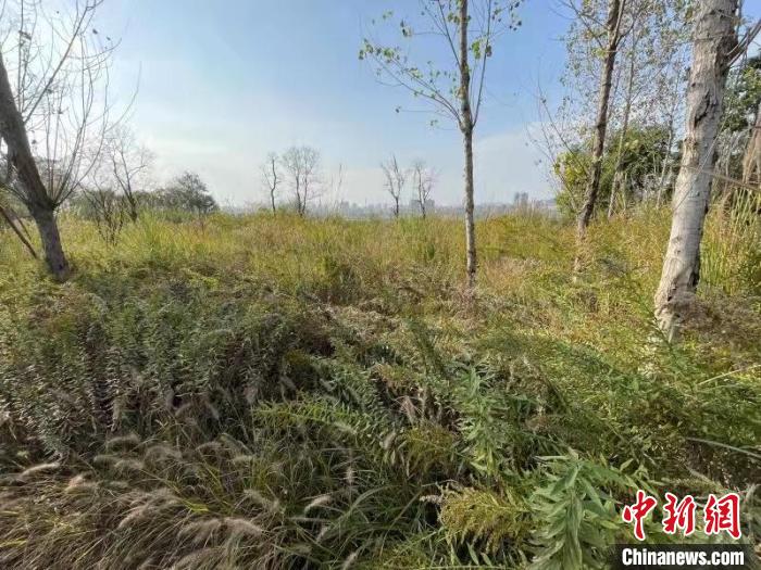 發(fā)現(xiàn)的加拿大一枝黃花。　楊波 攝