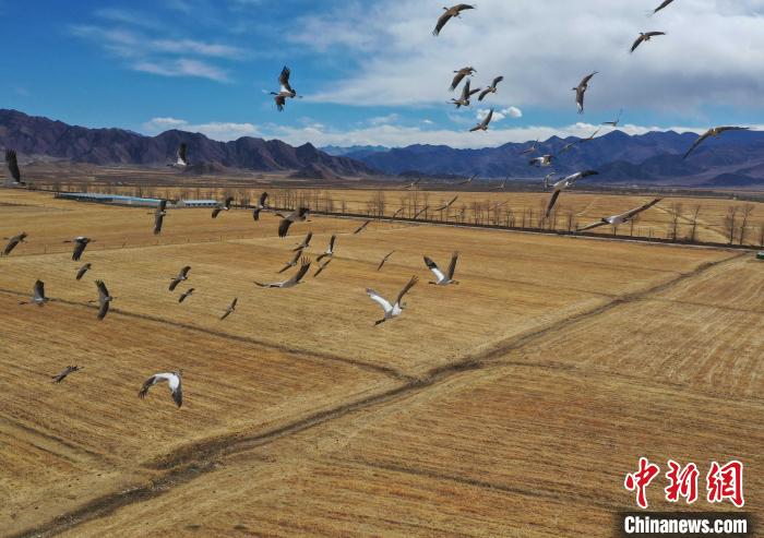 圖為黑頸鶴在拉薩市林周縣境內(nèi)飛翔?！∝暩聛?lái)松 攝