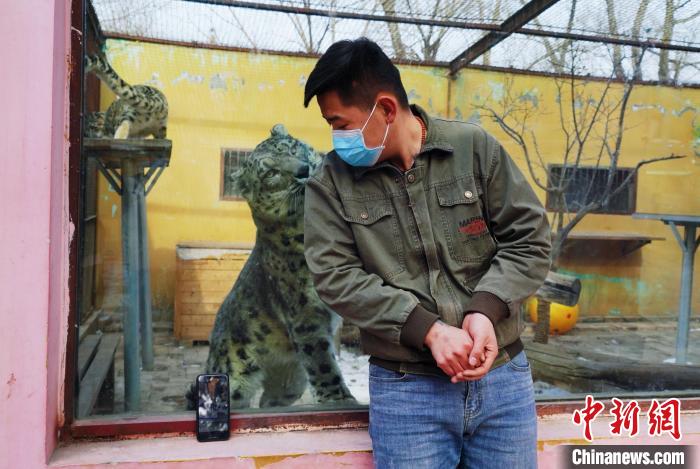 圖為雪豹“奶爸”史壽軍直播休息時與雪豹互動?！●R銘言 攝