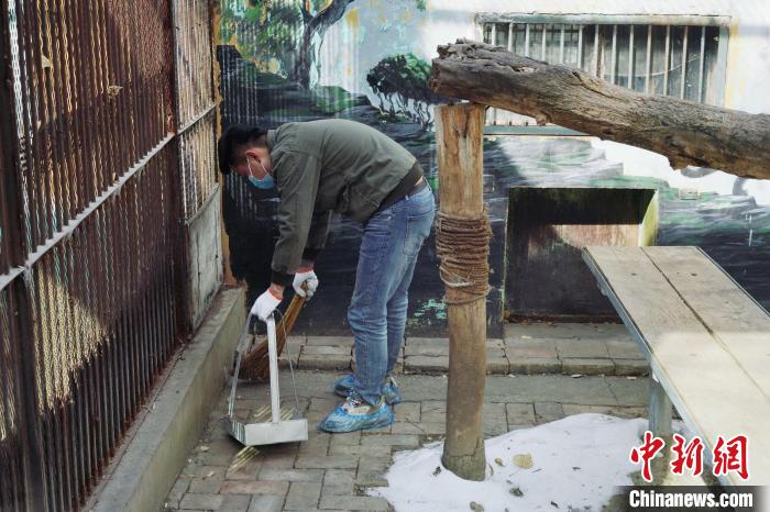 圖為雪豹“奶爸”史壽軍正在打掃豹館衛(wèi)生?！●R銘言 攝