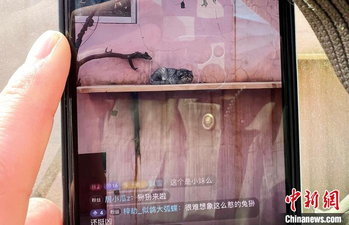 圖為雪豹“奶爸”史壽軍正在直播?！●R銘言 攝