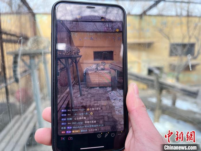 圖為雪豹“奶爸”史壽軍正在直播?！●R銘言 攝